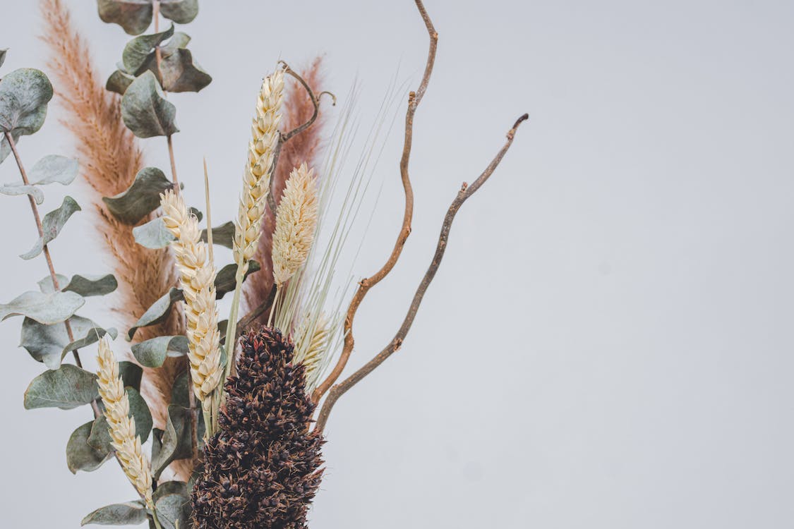 Fotos de stock gratuitas de al aire libre, árbol, cactus