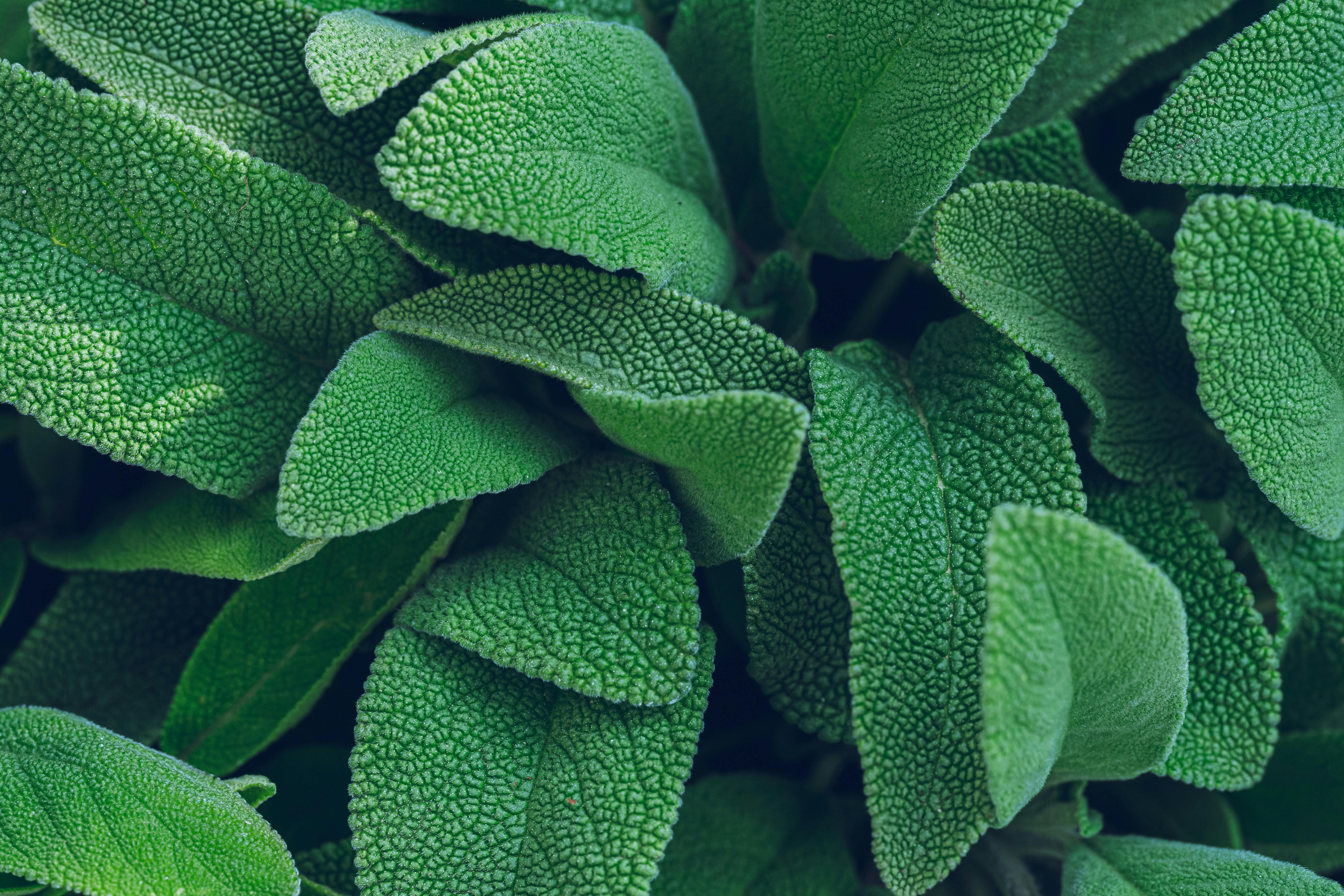 sage herbs natural remedies sweating