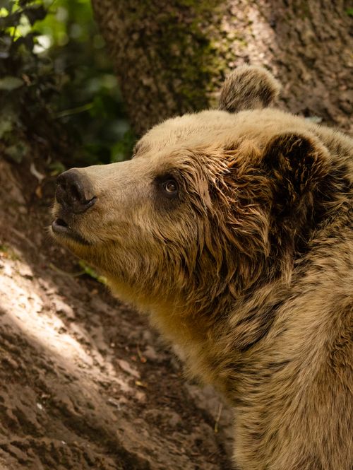 Free Detailed close-up of a grizzly bear surrounded by forest foliage, capturing its natural habitat. Stock Photo