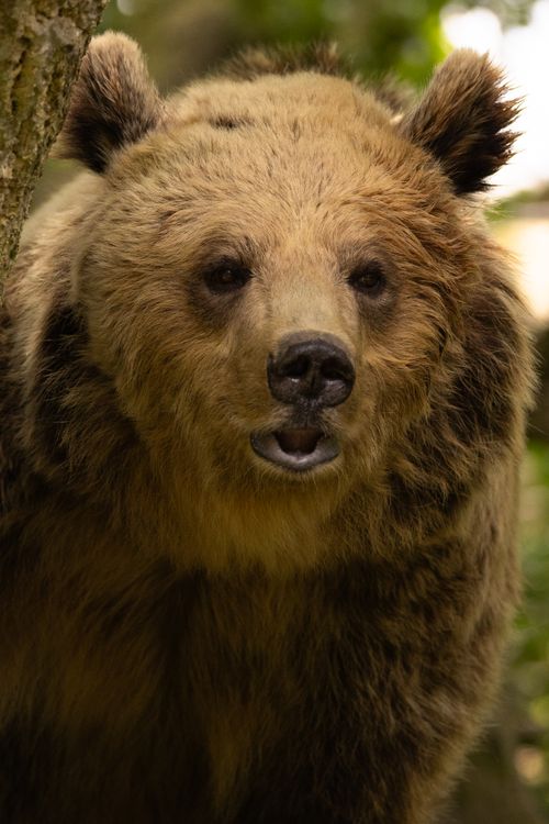 Free Grizzly bear head close-up in forest, showcasing nature and wildlife photography. Stock Photo