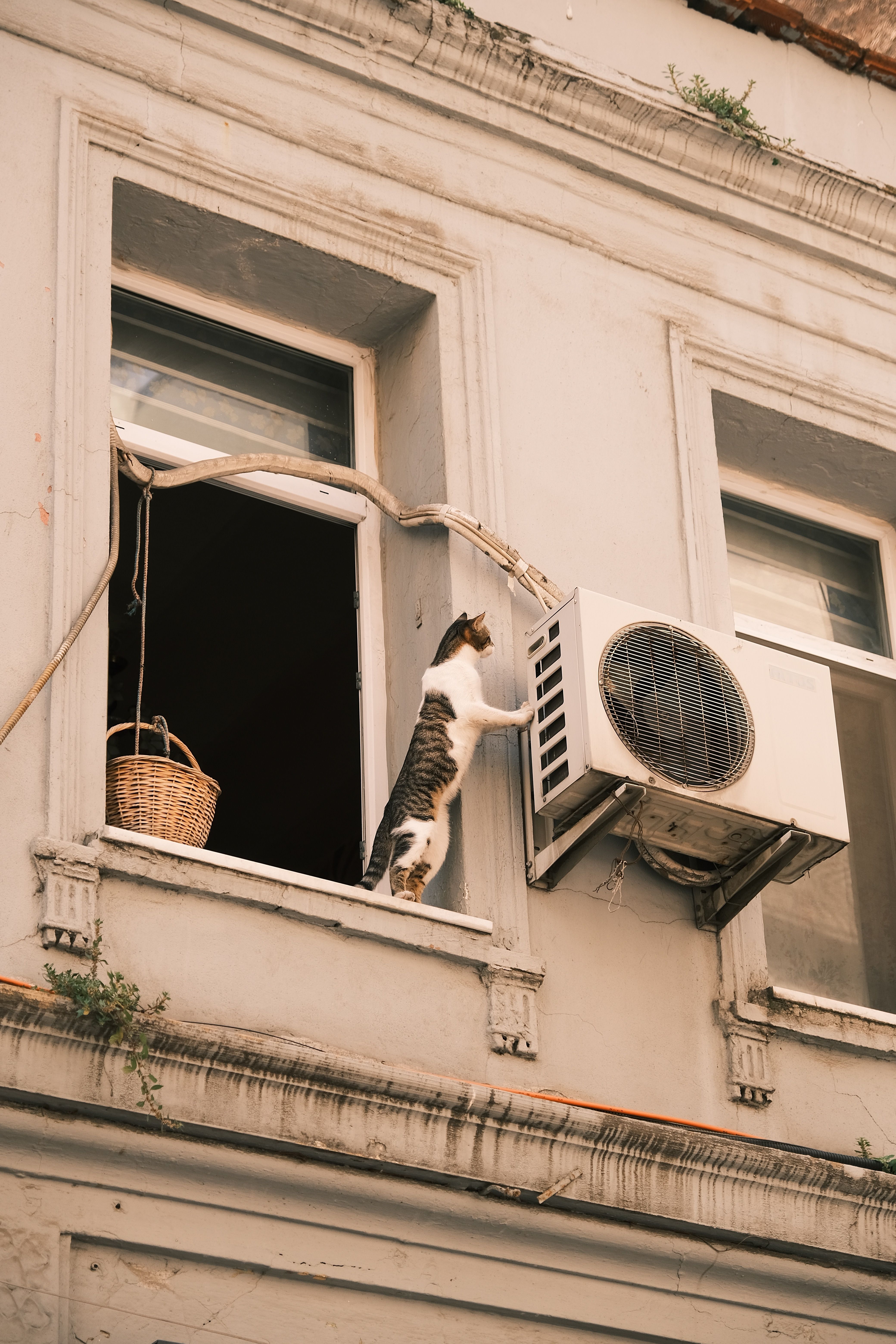 A Cat in a Window · Free Stock Photo