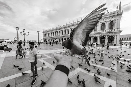 urban worlds: Pigeons in Venice  
