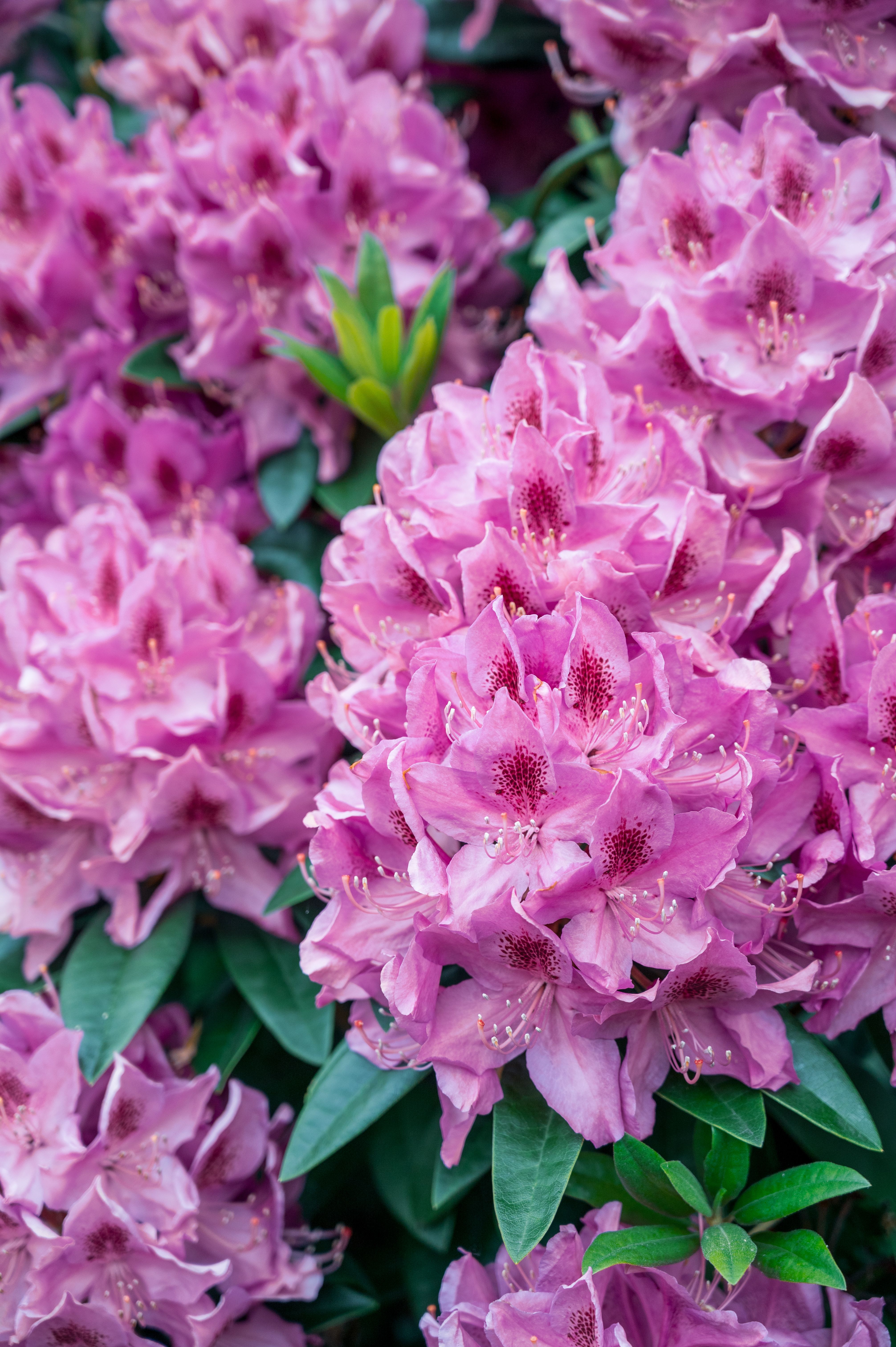 Selective Focus of Rhododendron Flowers · Free Stock Photo