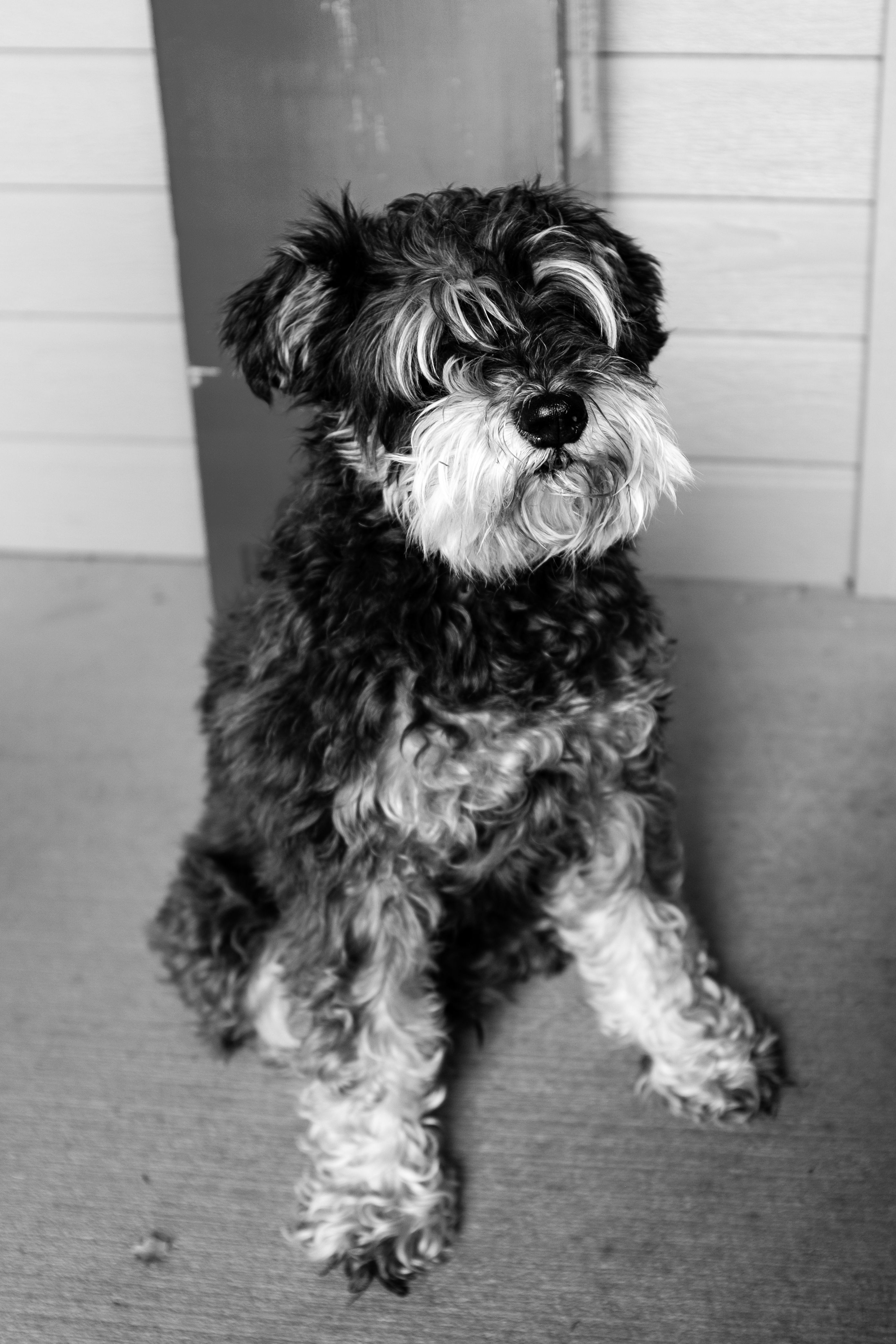 Black and White Photo of a Sitting Dog · Free Stock Photo
