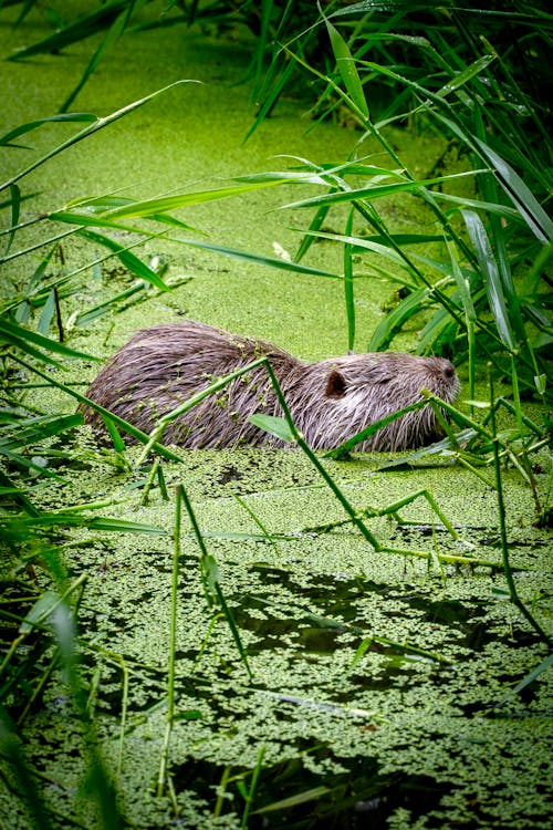 Water Worlds: Nutria in the wild