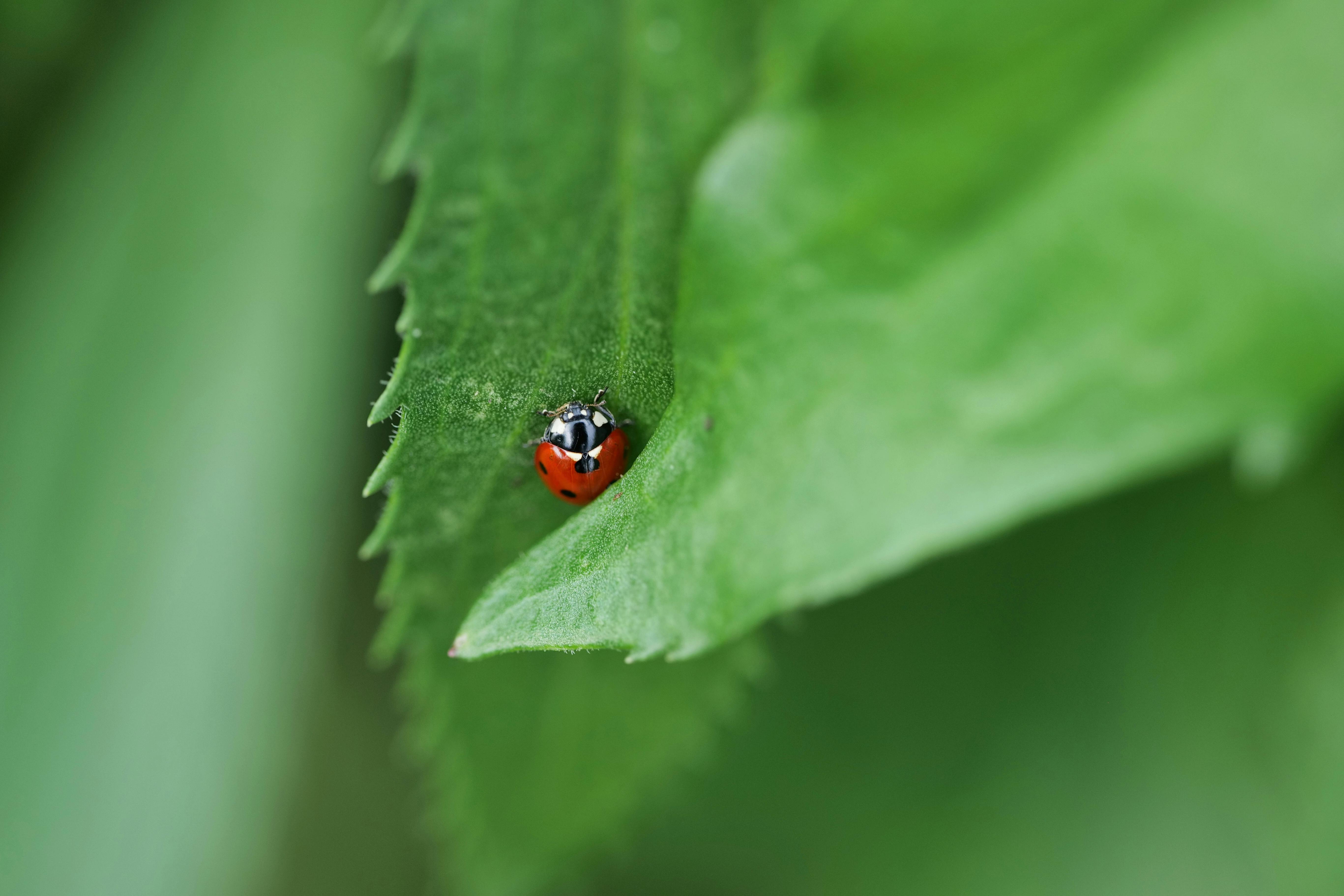 Kleine schwarze Insekten auf einer Oberflächenuntersuchung