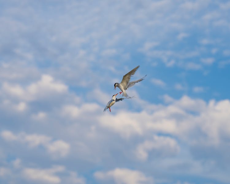 Birds Fighting In Air