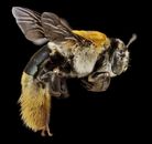 Macro Photography of Yellow and Black Honey Bee