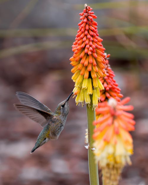 Free stock photo of flower, hummingbird