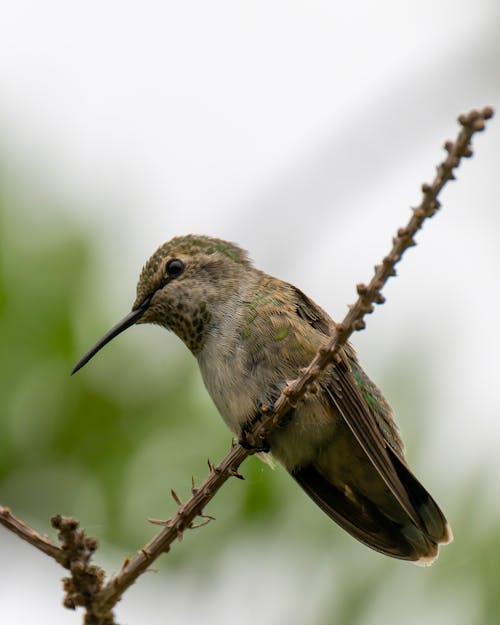 Free stock photo of hummingbird, perched