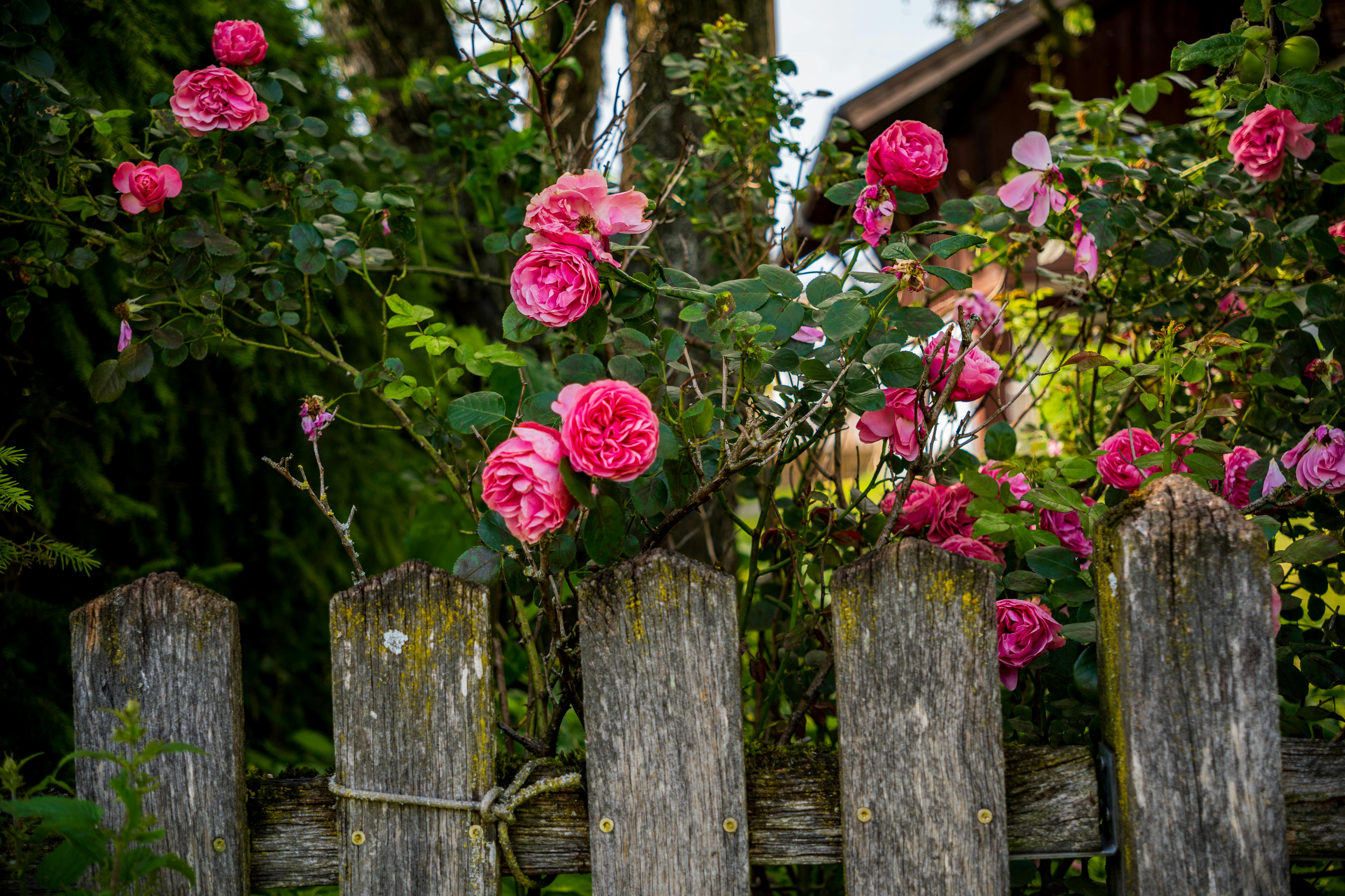 Photos gratuites de barrière, beauté naturelle, bois