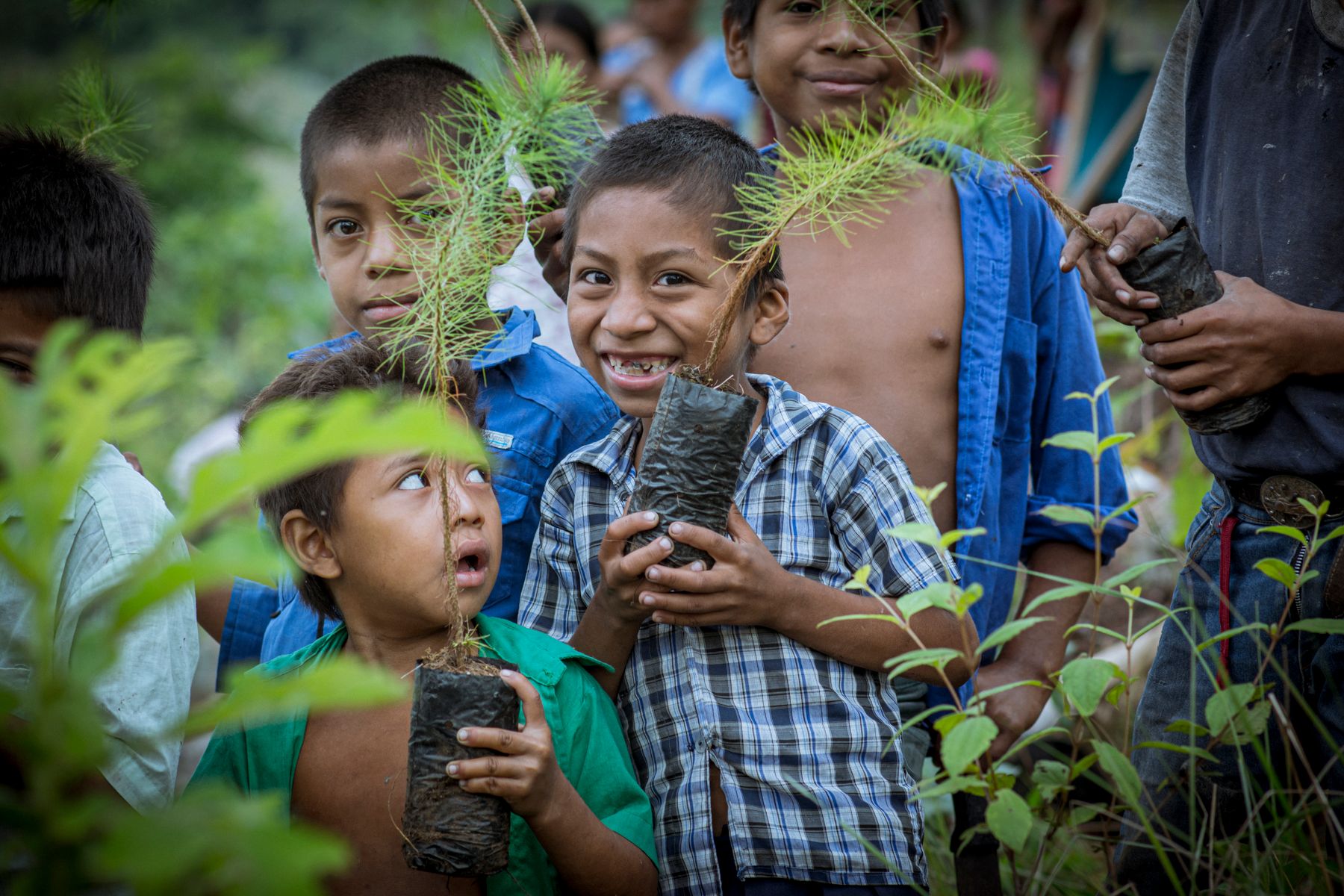 Children planting seedlings