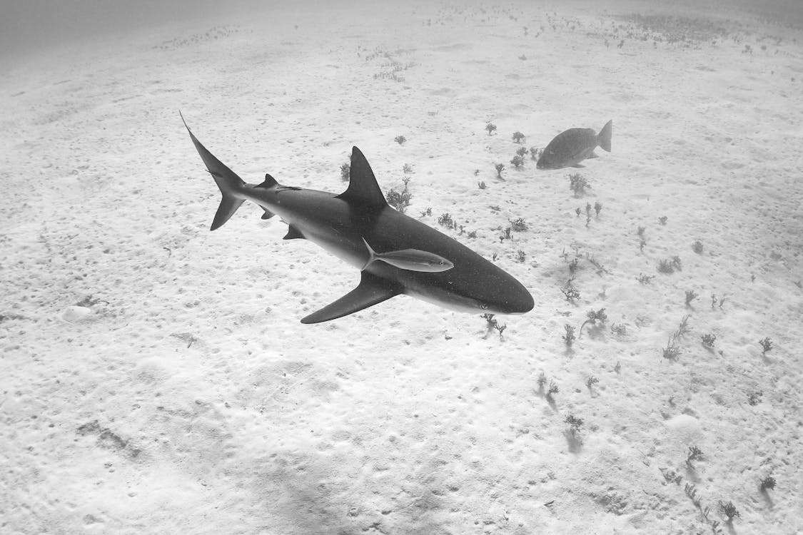 Foto d'estoc gratuïta de blanc i negre, fotografia d'animals, mar