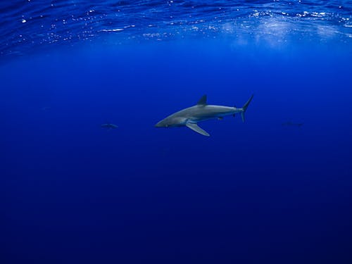 Ingyenes stockfotó búvárkodás, cápa, csendes-óceán témában
