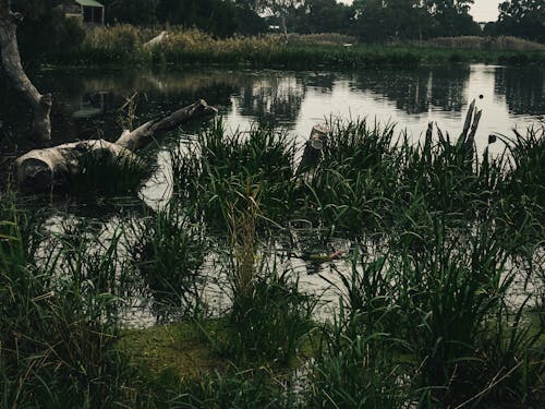 Foto stok gratis lahan basah, lansekap