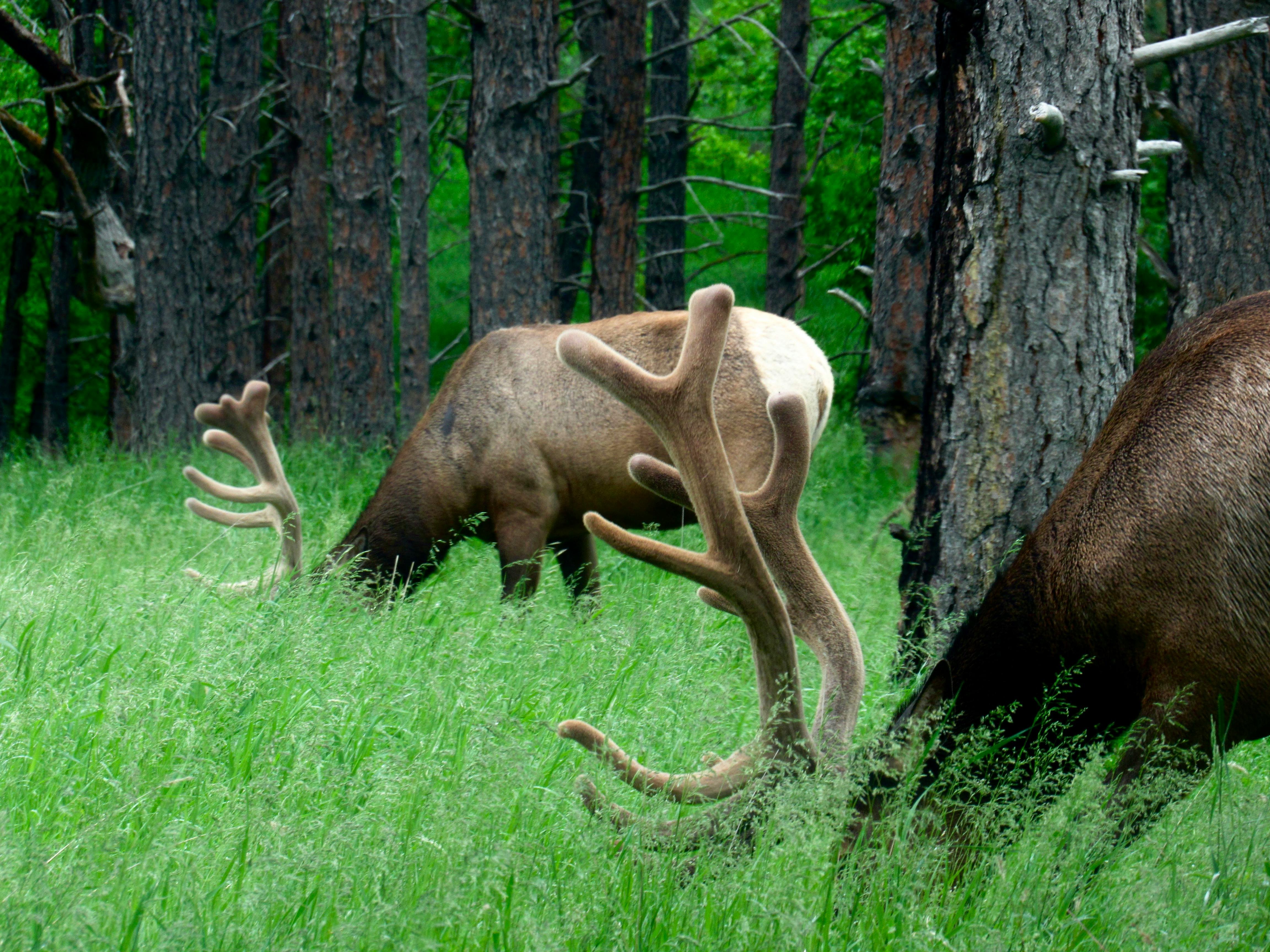 Big Horn Outdoor Adventure Show - Spokane and North Idaho community calendar - The Spokesman — Photo by Mateo Reyes on Pexels