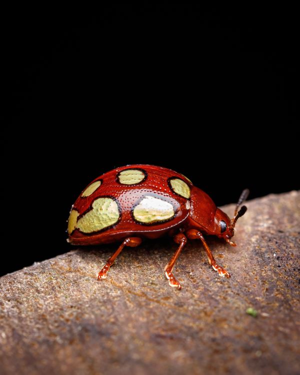 Spotted Insect Images Close-up of a Spotted Beetle · Free Stock Photo