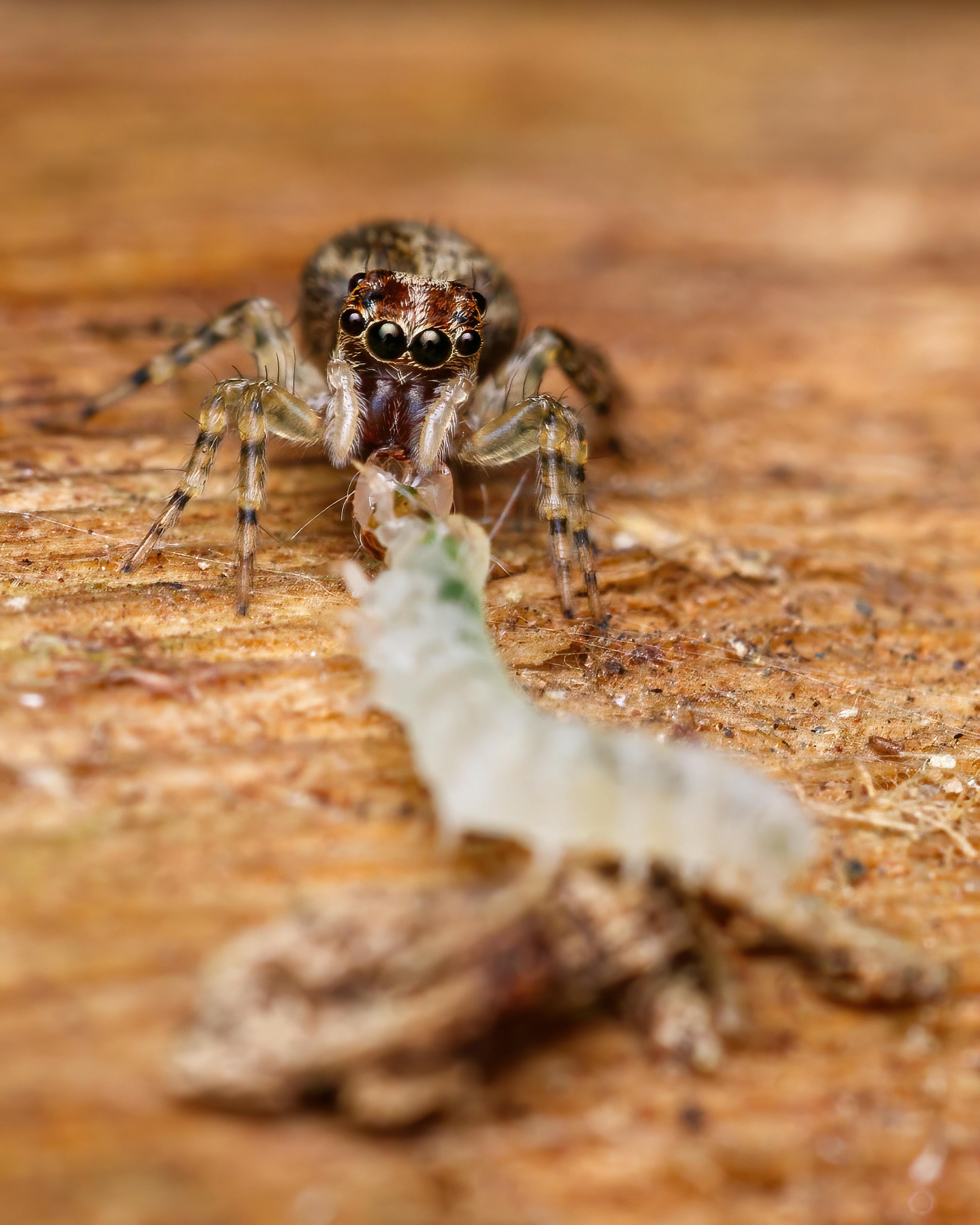 Detailed macro shot of a jumping spider having a meal on a wooden surface.