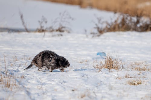 A beaver walking on the snow