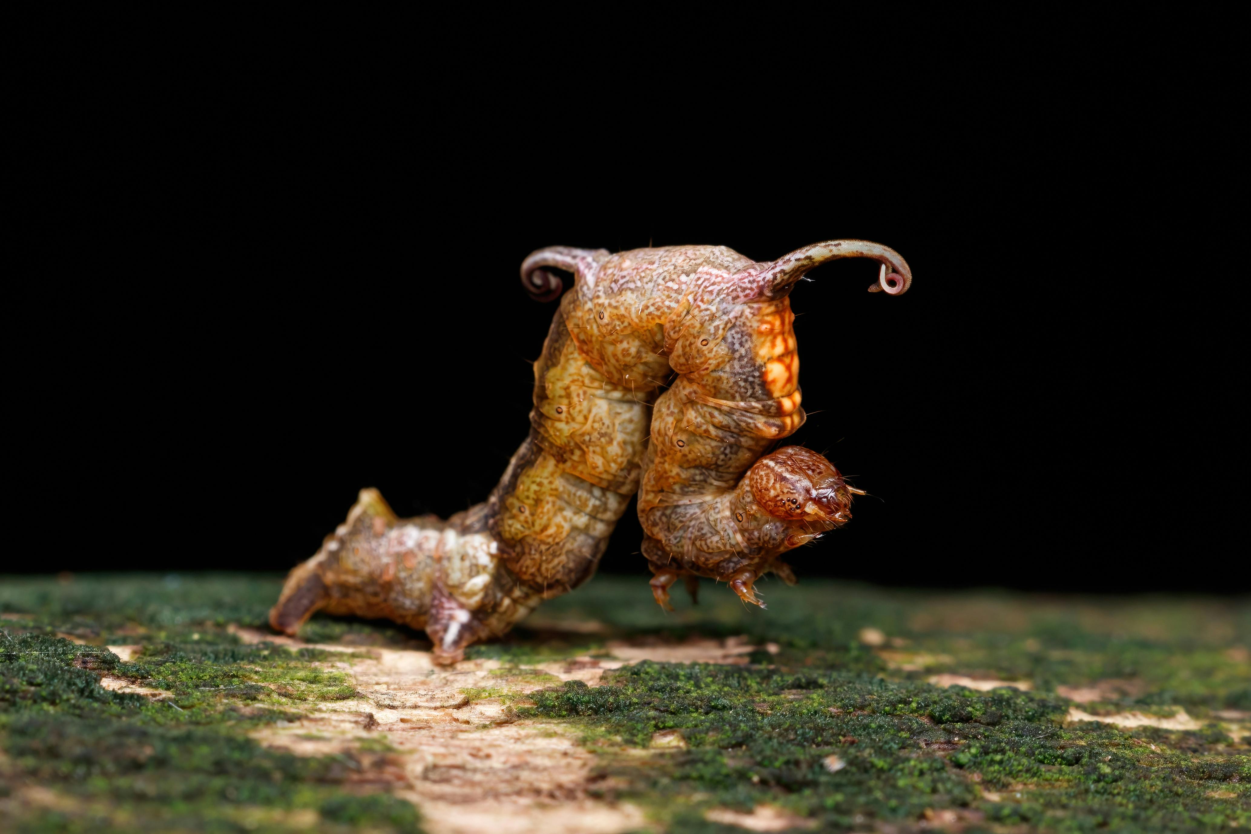 New World Screwworm | Animal and Plant Health Inspection Service — Photo by cassius cardoso on Pexels