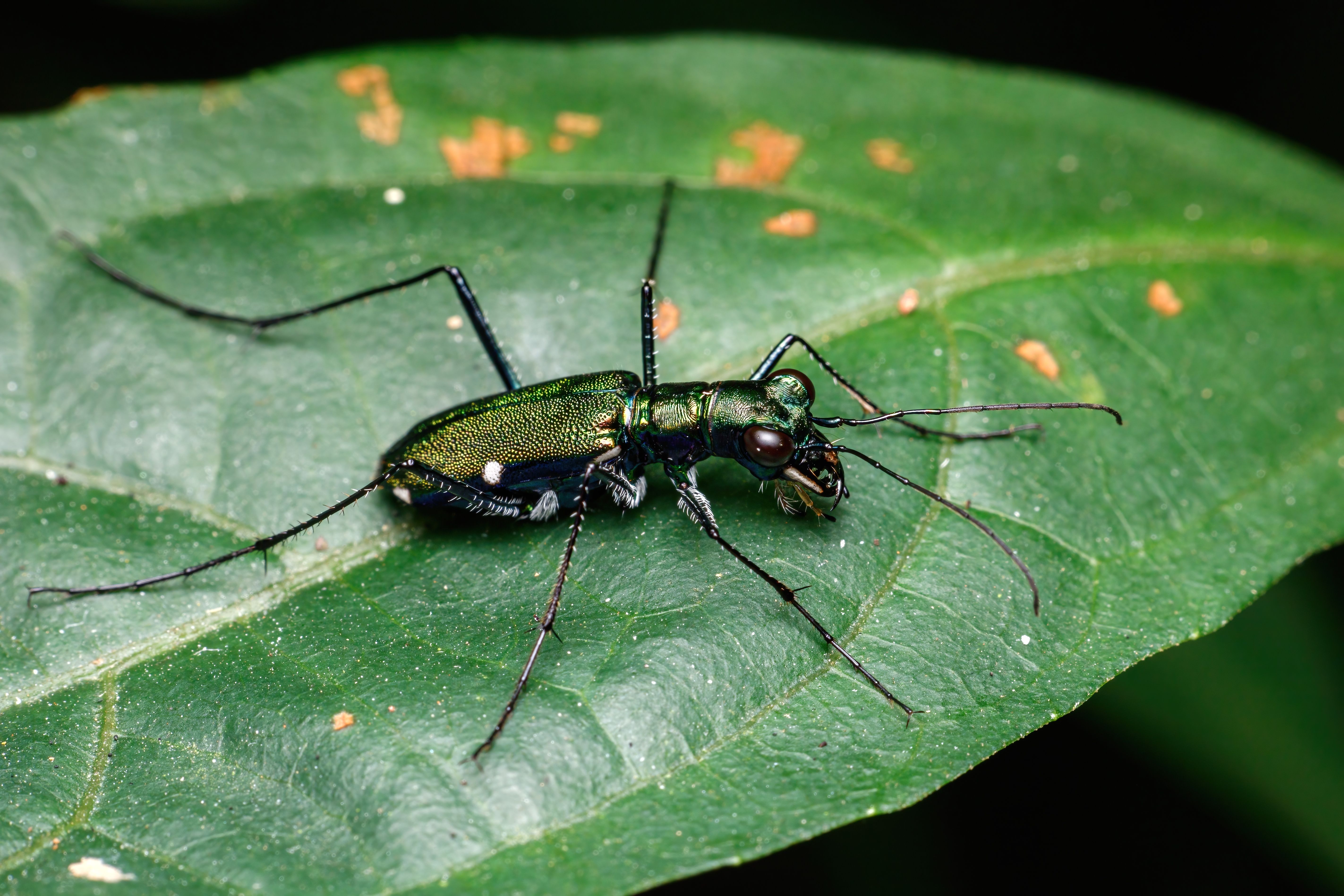 Detailed close-up image of a green tiger beetle (Cicindelinae) resting on a leaf.