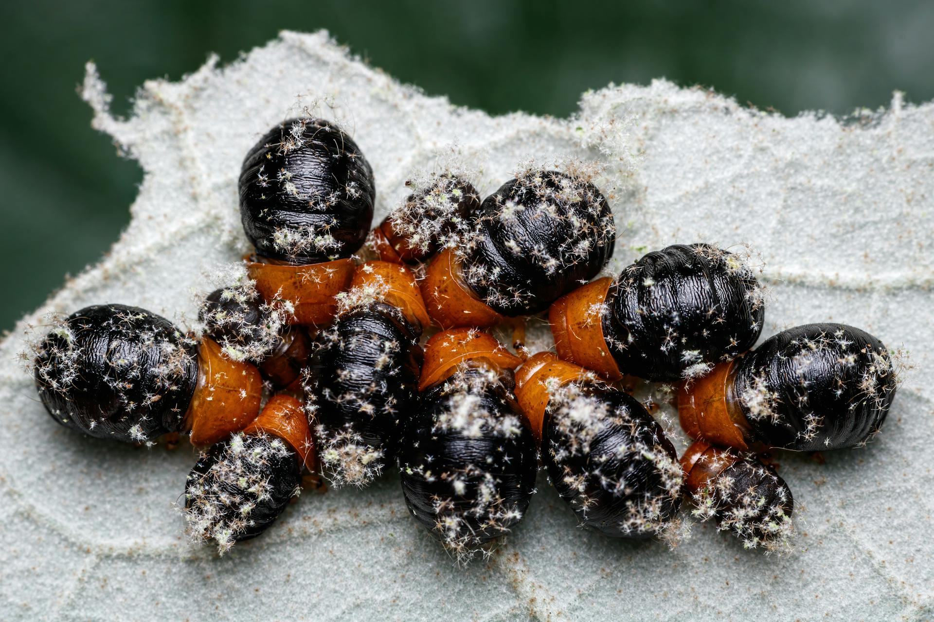 Larvae on a Leaf