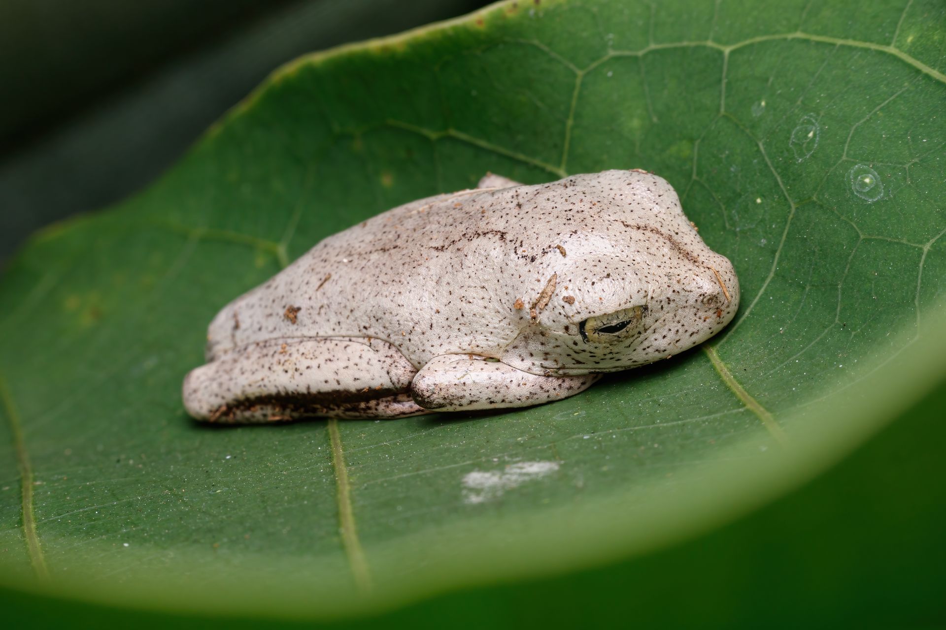 Close-up of a small frog resting on a green leaf, showcasing nature's serene beauty.