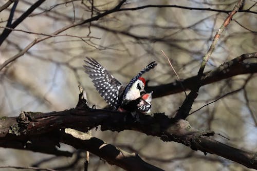 交配, 啄木鸟, 歐洲 的 免费素材图片