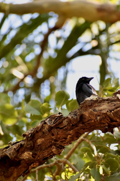 Avustralya, kuş içeren Ücretsiz stok fotoğraf