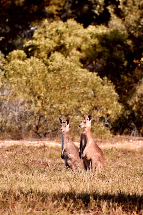 Free stock photo of kangaroo, kangaroos