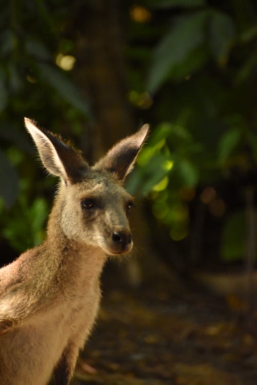 Free stock photo of kangaroo