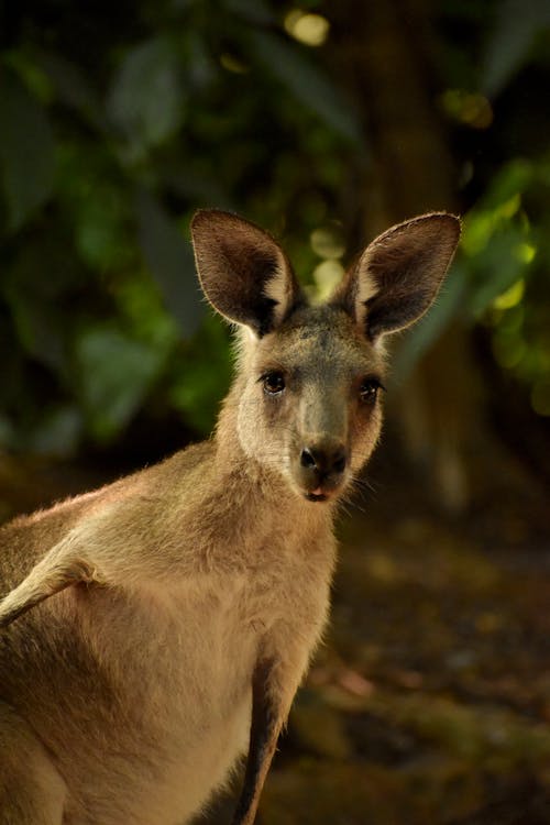 Бесплатное стоковое фото с вертикальный выстрел, дикая природа, кенгуру
