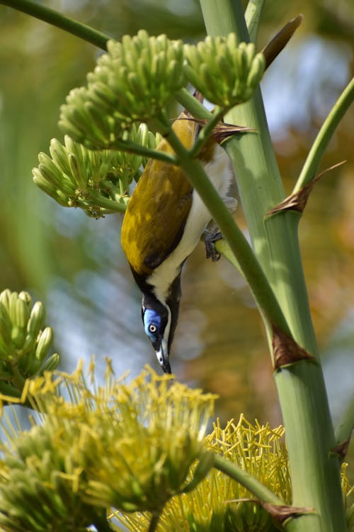 Free stock photo of bird