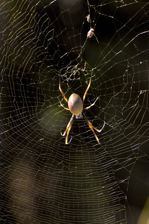 ağ, birlikte web, böcek içeren Ücretsiz stok fotoğraf