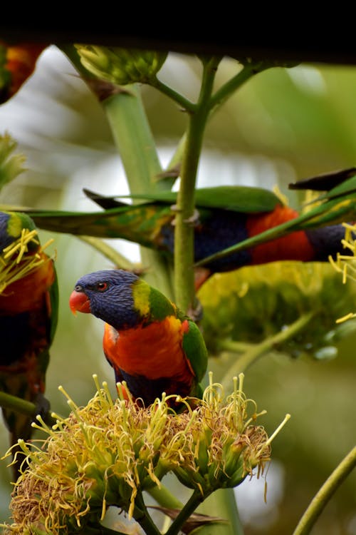 Free stock photo of birds