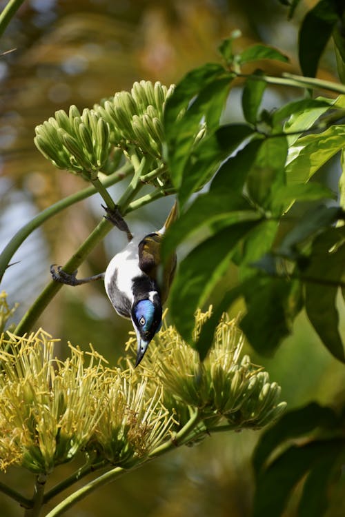 Free stock photo of bird