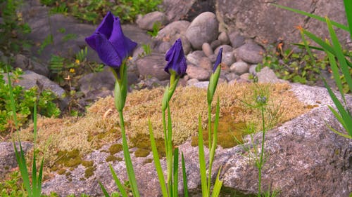 Immagine gratuita di fiori bellissimi, iride, natura meravigliosa