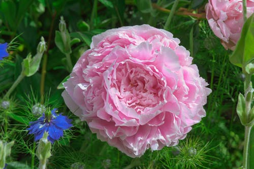 Бесплатное стоковое фото с красивый цветок, пион, цветущий пион