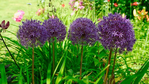 Kostenloses Stock Foto zu blumengarten, pflanzen, schöne blumen