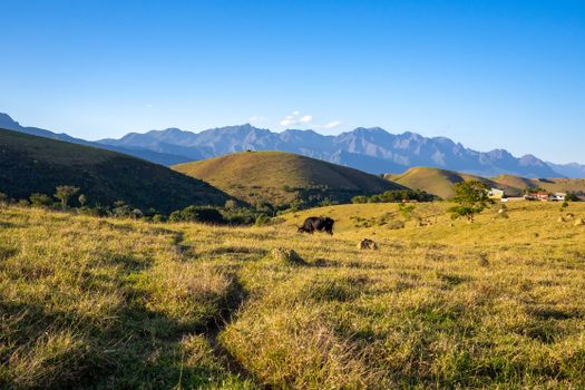 Peaceful countryside scene with cow, green hills and mountain range in the background.
