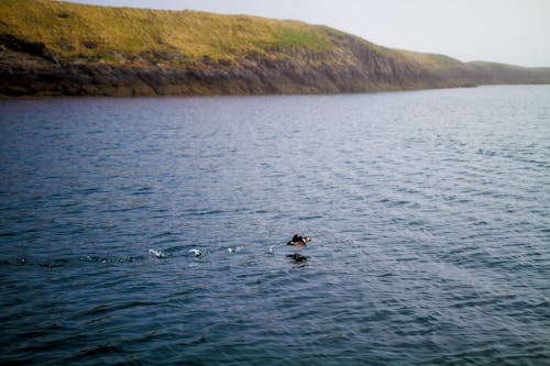 Puffin Flying over Sea