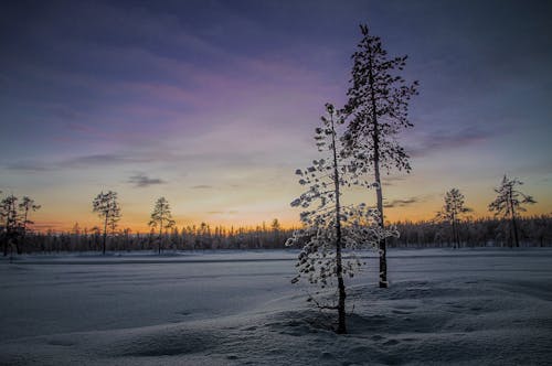 Kostnadsfri bild av äventyr, barrträd, frost
