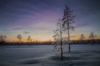 黎明时分，白雪覆盖的松树矗立在五彩缤纷的天空下，构成一幅宁静的冬日景象