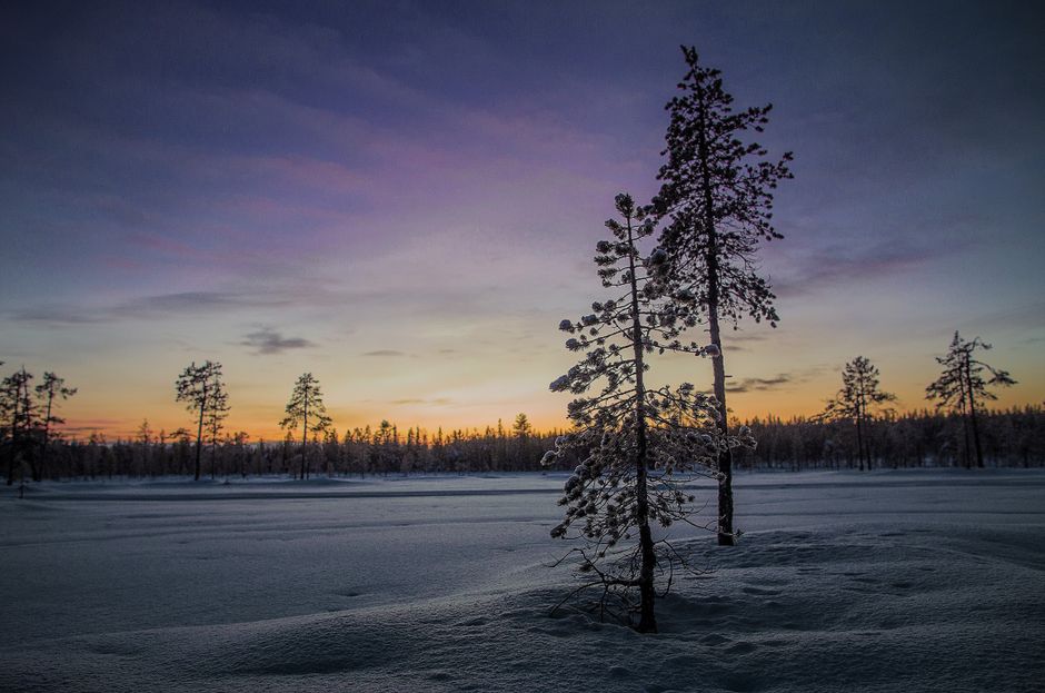 Serene winter scene of snow-covered pine trees at dawn under a colorful sky.