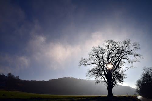 Bare Tree during Night Time