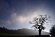 薄雾中，太阳从一棵孤树后悄悄探出头来，勾勒出一幅宁静的乡村景象