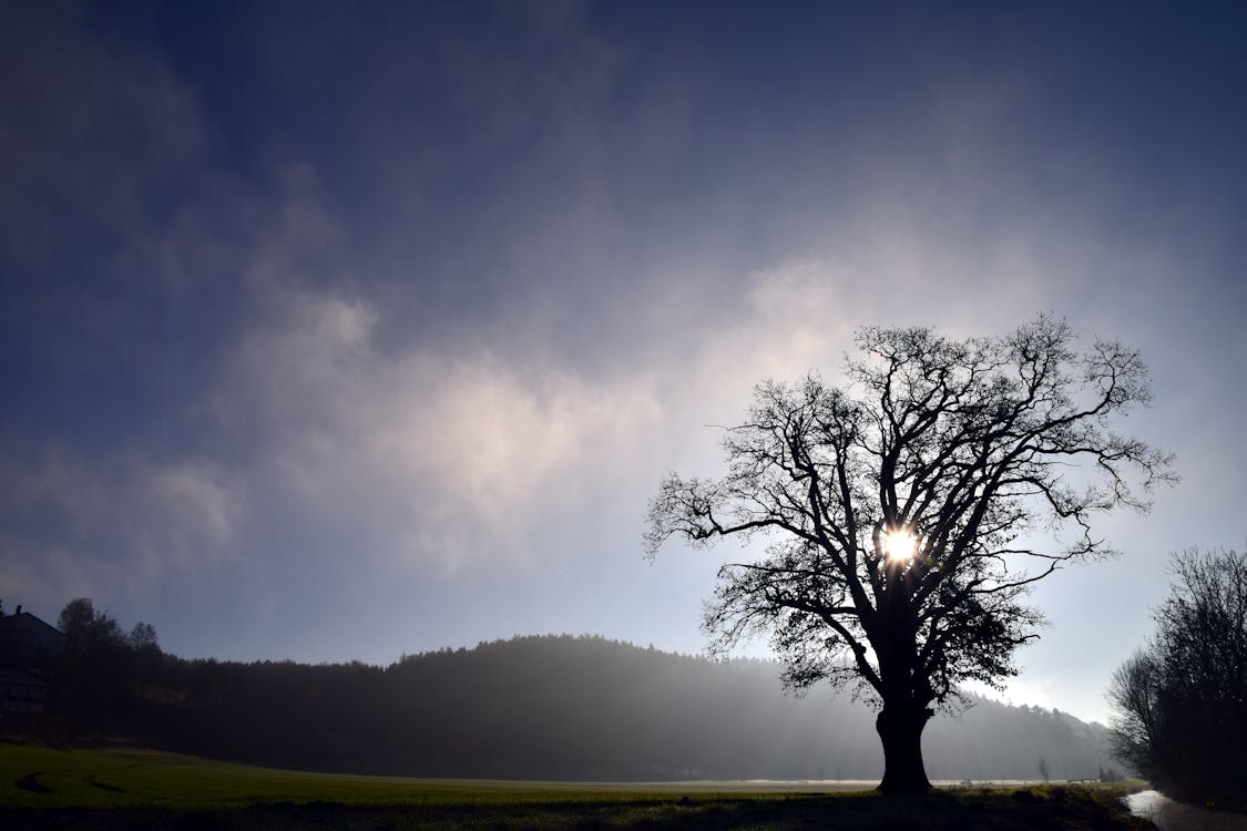 Free Bare Tree during Night Time Stock Photo