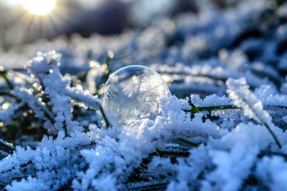 Hojas De árbol Cubiertas De Nieve