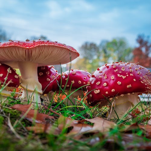 Red Mushroom Selective Focus Photography