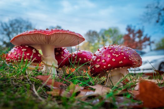 Free stock photo of nature, grass, mushrooms, amanita muscaria